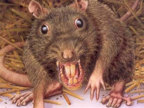 ugly rats pics|Ugly rat